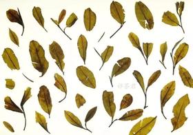 [第39期]方守龙2017年春牡丹茶-郡级（福鼎白茶 | 芬芳甘甜 ）