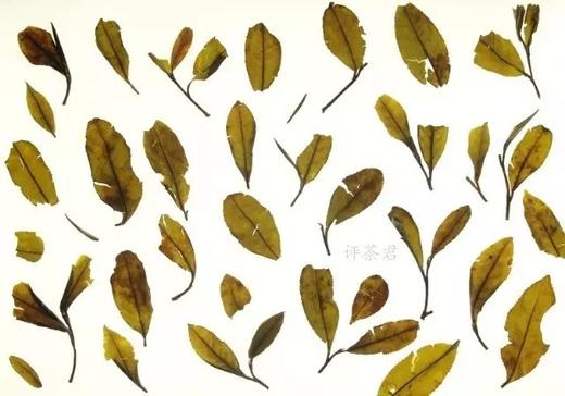 [第39期]方守龙2017年春牡丹茶-郡级（福鼎白茶 | 芬芳甘甜 ） 商品图0