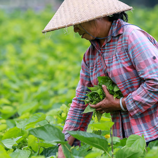 【包邮】广东英德嫩桑芽菜 速冻桑叶农村特色菜丨5包/10包装（只发广东省） 商品图3