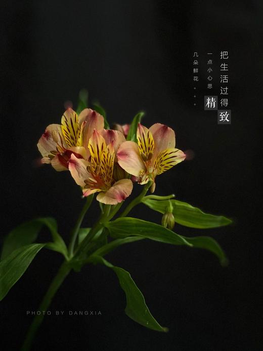 【AB级橙色水仙百合】10支/份 商品图9