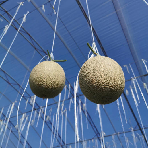 玫珑品牌软心瓜 净重精品瓜 2个/4个礼盒装（日本种源)吃之前看详情 商品图11