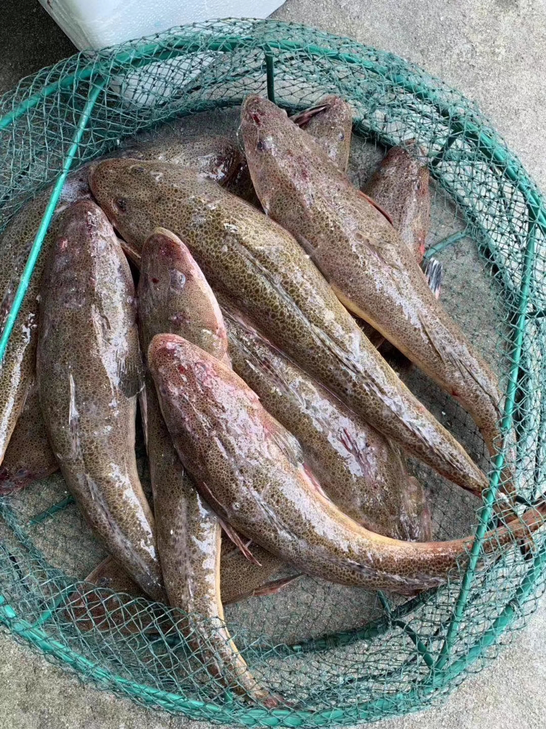 野生淡甲鱼野生海捕肉质紧实味道鲜美肉多剌很少中间一条主骨左右两