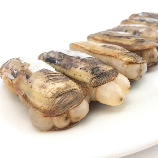 【活】蛏子(无沙)500g/份