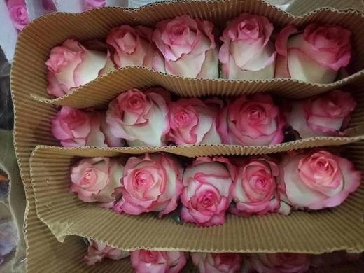 【昆明玫瑰】爱莎，A级，20支/扎 商品图8