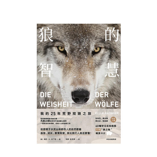 狼的智慧 埃莉H拉丁格  著  动物智慧  进化论 狼性 适应力 竞争力 领导力  人性 狼的百科 狼的行为 中信出版社图书 正版 商品图2