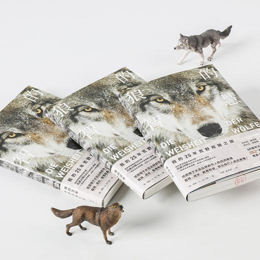 狼的智慧 埃莉H拉丁格  著  动物智慧  进化论 狼性 适应力 竞争力 领导力  人性 狼的百科 狼的行为 中信出版社图书 正版 商品图3