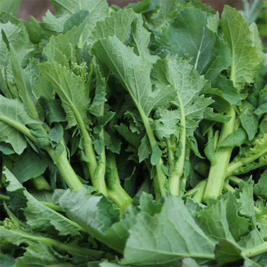 【城·食配】苋菜 0.5斤/把 商品图0