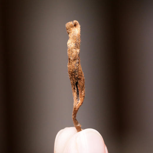 2015【茶王黄金芽】800年古树茶皇，只采头春芽尖，巅峰单芽熟茶！ 商品图8