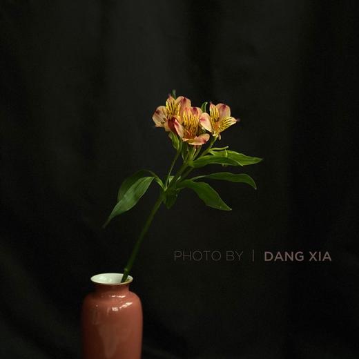 【AB级橙色水仙百合】10支/份 商品图10