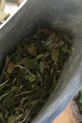 南方和北方，白茶不同的生存法则