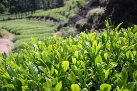 岩茶之辨：名丛1