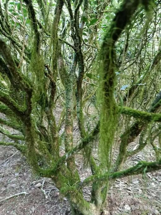 武夷岩茶之老枞水仙 商品图0