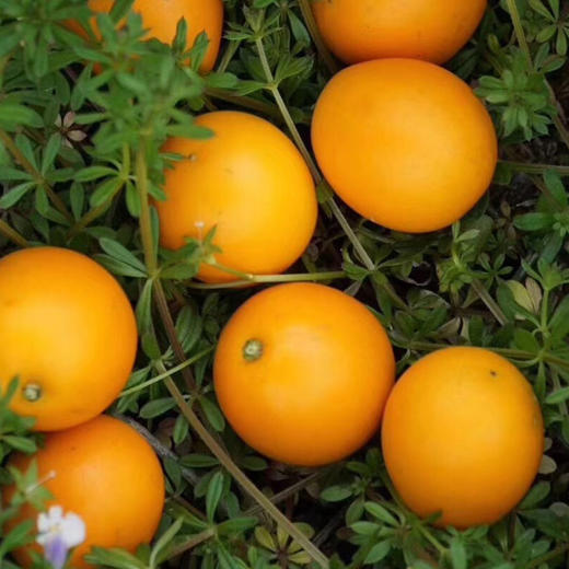 广西融安脆蜜金桔  金桔地理标志产品 现摘现发 带皮即食 肉质细腻 商品图4