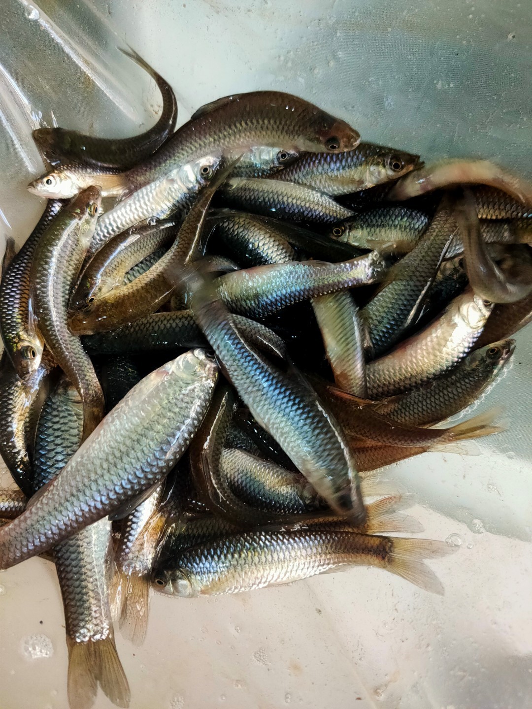 小嫩仔鱼，1斤装，不包杀