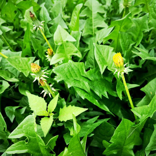 物本源有机蒲公英 商品图2