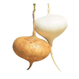 凉薯 （2.5元1斤，约2斤/个）