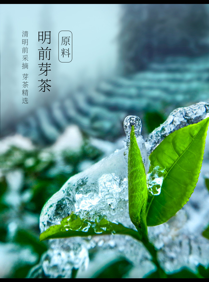 四川特产竹叶青论道208g