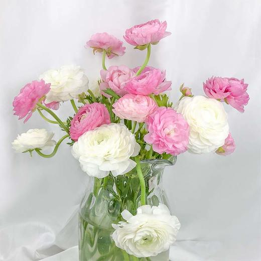 昆明鲜花混色洋牡丹20枝