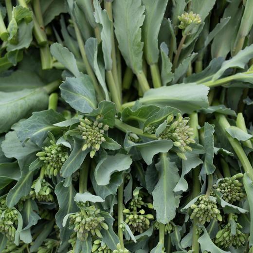 甘蓝菜心(需要焯水后料理)stem cabbage