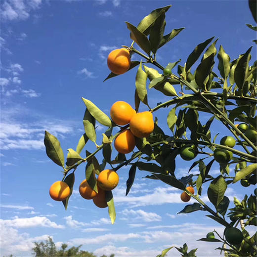 广西融安脆蜜金桔  金桔地理标志产品 现摘现发 带皮即食 肉质细腻 商品图10