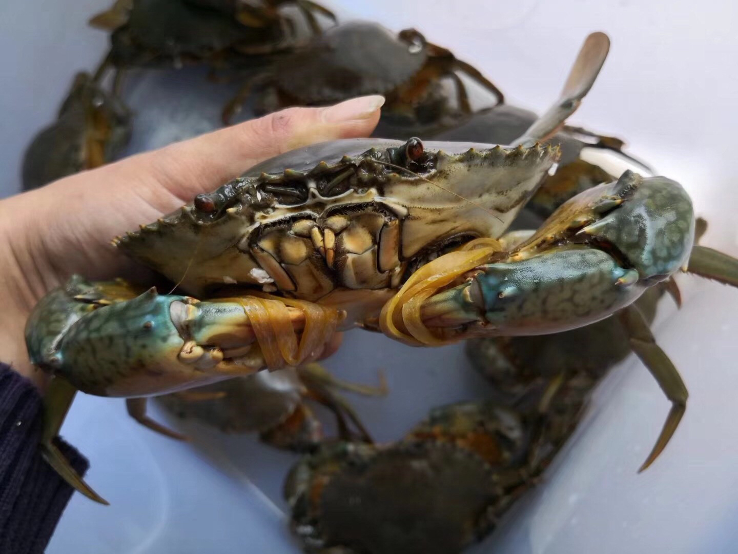 【海鲜精选】东山海鲜61活鲜红鲟蟹 膏多肥美 红鲟桂圆汤 尤其是雌