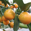 广西融安脆蜜金桔  金桔地理标志产品 现摘现发 带皮即食 肉质细腻 商品缩略图5