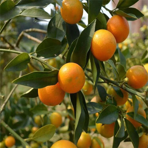 广西融安脆蜜金桔  金桔地理标志产品 现摘现发 带皮即食 肉质细腻 商品图6