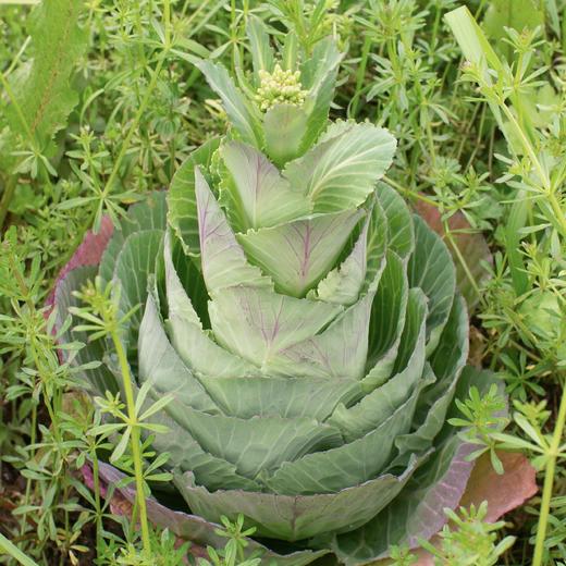 甘蓝菜心(需要焯水后料理)stem cabbage