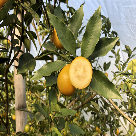 广西融安脆蜜金桔  金桔地理标志产品 现摘现发 带皮即食 肉质细腻 商品图3