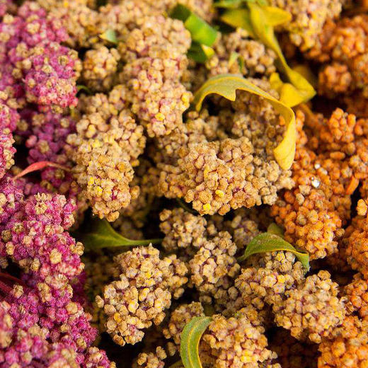 🔥4斤送1斤🎁云南香格里拉 · 三色藜麦 商品图0