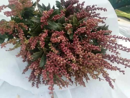 【守护唯一的爱】山里红  若干枝/扎 商品图3