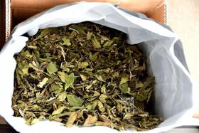 白茶寿眉色泽“花”，何以形成这种独特潇洒的外型？