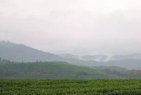 南路白茶之“松溪、建阳产区”