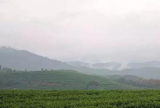 南路白茶之“松溪、建阳产区” 商品图0