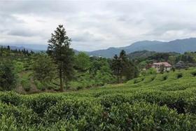 南路白茶之“政和产区”