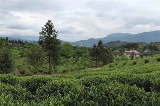 南路白茶之“政和产区” 商品图0