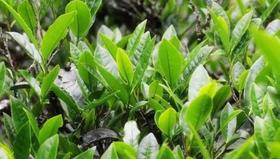 南路白茶之“建阳白茶”