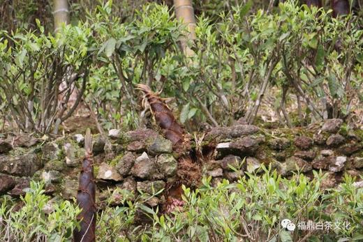 同是白茶，为哪般？帮您解答您口中的贵！ 商品图0