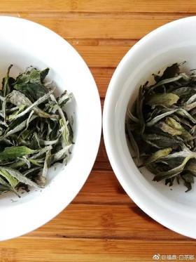 [第53期]方守龙春牡丹茶特级2016VS2017（福鼎白茶 | 妙趣横生）