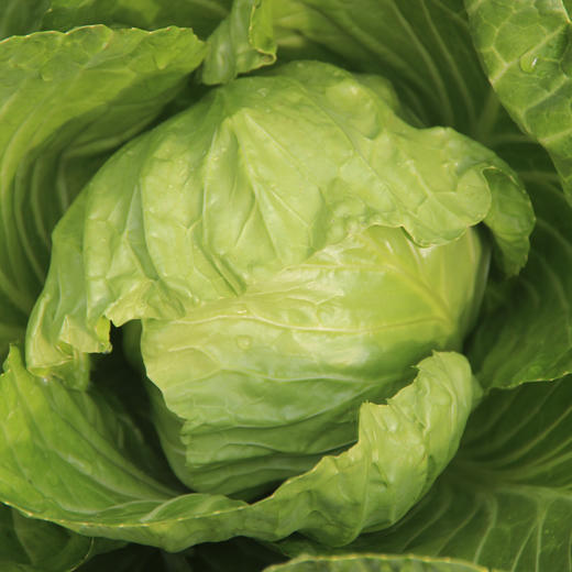 酸包菜 约500克 商品图2