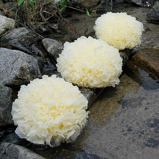 古田鲜银耳， 朵大鲜嫩，香滑爽口，胶质丰富！ 商品图0