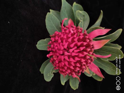 “杨月季”品牌------海神花 商品图2