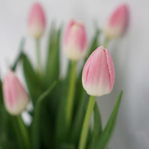 海盛 郁金香进口荷兰花卉 10枝 下单后72小时发货 基地现采直发