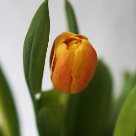 海盛 郁金香进口荷兰花卉 10枝 下单后72小时发货 基地现采直发