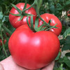 普罗旺斯水果西红柿现摘现发顺丰快递包邮下单从陕西发货 商品缩略图3