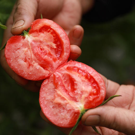普罗旺斯水果西红柿现摘现发顺丰快递包邮下单从陕西发货 商品图2