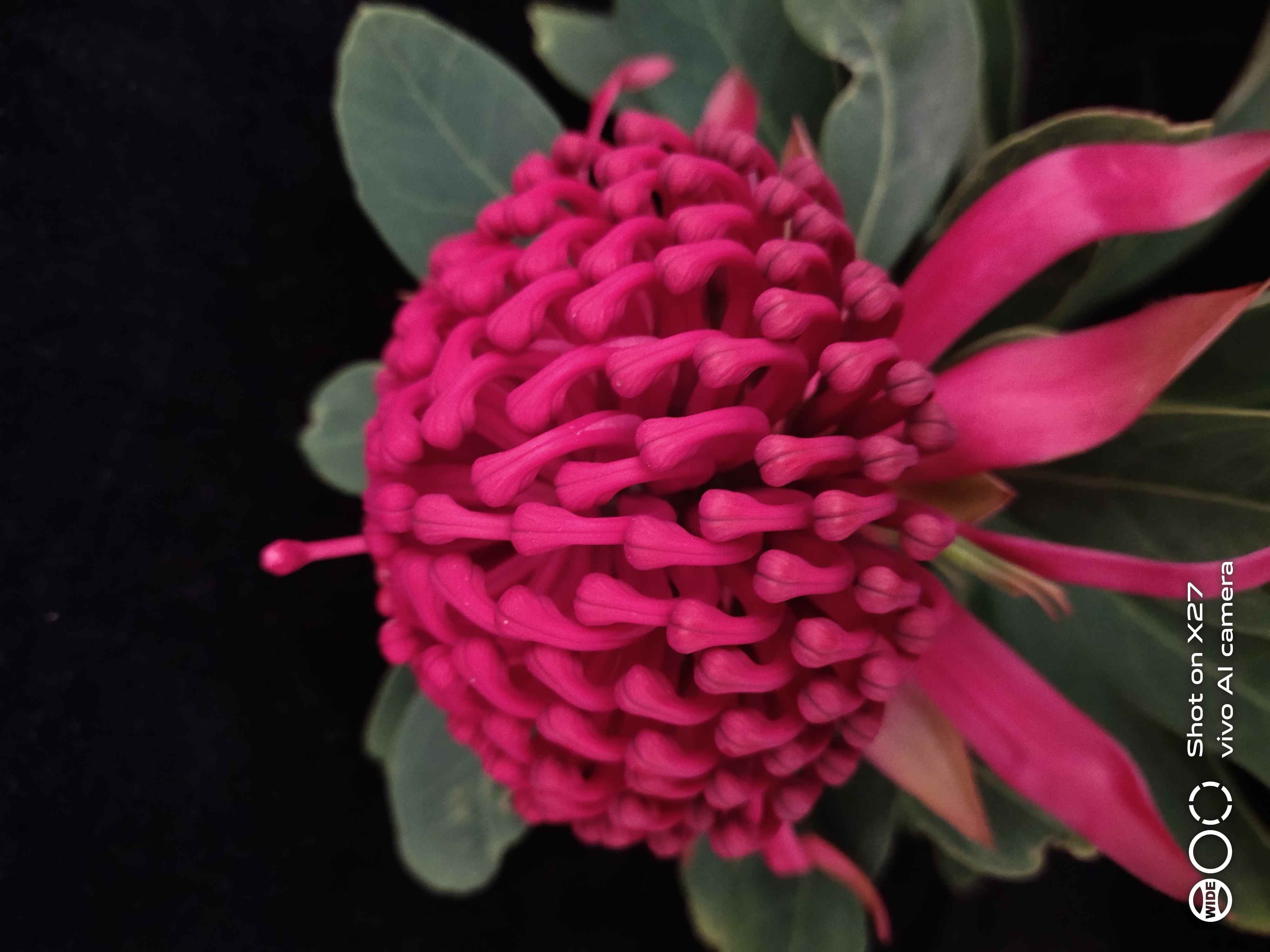 “杨月季”品牌------海神花