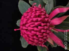 “杨月季”品牌------海神花