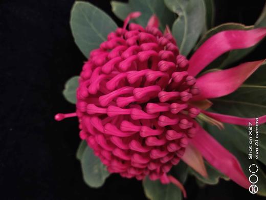 “杨月季”品牌------海神花 商品图0