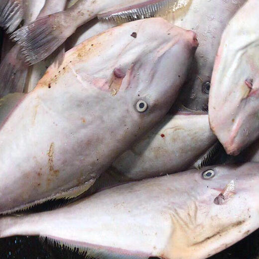 海鲜精选东山海鲜61活鲜大扒皮鱼顺丰冷链肉多刺少肉嫩q弹干煎外酥